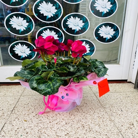Saksı Çiçeği Sklamen